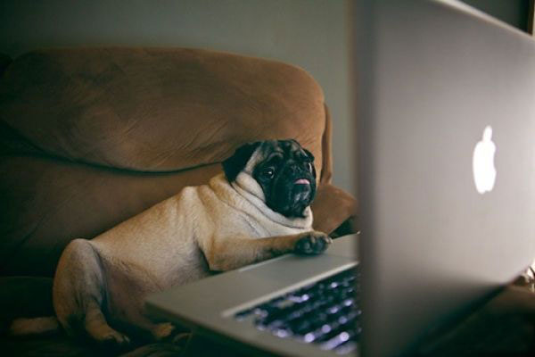 Dog Using Laptop
